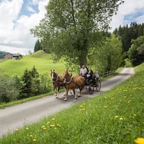 Jakob und Sandra Furrer haben ihre Freiberger Sir Lanzelot und Jeannette vor den Marathonwagen gespannt und fahren mit der Familie aus. Im Hintergrund ihr Hof Lärboden, inmitten der hügeligen Napf-Ausläufer.