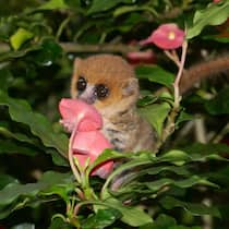 Der Masoala Regenwald im Zoo Zürich bietet dem kleinen, in Madagaskar beheimateten Primaten den idealen Lebensraum.