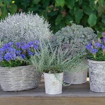 Dezente Eleganz: Herbstenziane und Silberlaubige ergänzen sich äusserst vorteilhaft.