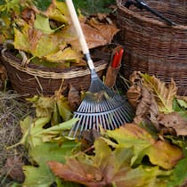 Statt mit einem Laubbläser oder Laubsauger lässt sich Herbstlaub problemlos mit einem Laubrechen zusammen nehmen. Das schont die Umwelt und fördert gleichzeitig die Fitness.