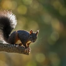Mithilfe des buschigen Schwanzes können Eichhörnchen beim Klettern und Springen das Gleichgewicht halten. Zudem wird er im Flug von Ast zu Ast oder Baum zu Baum als Steuerruder eingesetzt und dient auch zur Kommunikation mit Artgenossen.