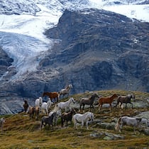 Pferdeherde am Cambrena-Gletschers oberhalb des Lago Bianco2 und des Lago Nero