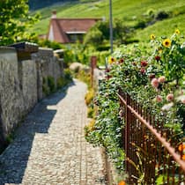 Dahlien, Sonnenblumen und Rosen säumen im Spätsommer das Hingerdürewägli in Twann BE.