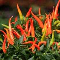 Thai-Chili