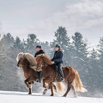 In rhythmischem Viertakt stieben die Pferde durch den Schnee, die Reiter sitzen dabei ganz ruhig im Sattel. Oliver Egli und Caroline Wyser zeigen, was am Islandpferd so speziell ist: die Gangart Tölt nämlich.