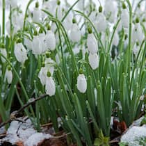 Werden Schneeglöckchen an ihrem Standort nicht gestört, vermehren sie sich in grosser Zahl. Ihr Anblick ist immer auch ein Versprechen: Der Winter ist vorbei.