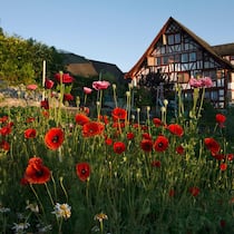 Flammend leuchtet der Mohn rund um das historische Gottfriedhus in Wädenswil ZH. Rot sieht das Besitzerpaar Rosmarie und Ernst Brupbacher deswegen aber nicht.