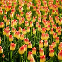Grosse Anzahl und grosse Wirkung. Wenn in Morges die Tulpen blühen, dann tausendfach und in allen Farben.