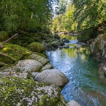 Im «Chessel», nördlich von Neu St. Johann, sind die Steine entlang der Thur wundervoll mit Moos überzogen.