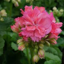 Das Pelargonium zonale ‚Diana Palmer‘ hat gefüllte Blüten. Andere Sorten haben einfache Blüten, wachsen aufrecht oder hängend. Mit grünem oder rotem Laub.