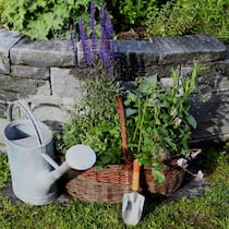 Ob einzeln gepflanzt oder zusammen in einem Beet – Stauden sollten in keinem Garten fehlen.