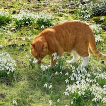 Wenn  die Pflänzchen im weichen Winterlicht ihre Blüten öffnen, ist sogar Harry, die Katze, hingerissen. Mit ihrem Namen passt sie bestens in den von England -inspirierten Garten.