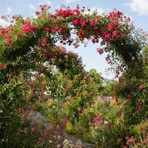 Ein Laubengang mit Rosen, fünfzig Meter lang und umrankt  von unzähligen Blüten: Zur Blütezeit kann  man sich hier kaum sattsehen. Ob man nach unten oder nach oben schaut – es blüht und duftet überall.