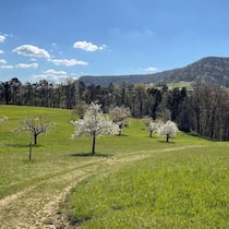 Blick zurück auf den «Chirsiweg»: Den Bäuerinnen und Bauern ist es zu verdanken, dass die Hochstammbäume so prächtig blühen.
