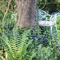 Verwunschener Waldgarten: Thomas Jan Pressmann hat Farne, Immergrün, Kaukasusvergissmeinnicht und andere Preziosen zum floralen Stelldichein versammelt.