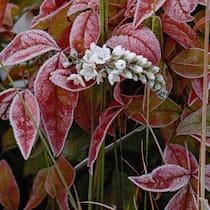 Iberischer Felberich (Lysimachia ephemerum) und Himmelsbambus (Nandina domestica) in roter Herbstfärbung im Frost vereint.