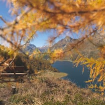 Alles so schön gülden hier: Blick auf den Silsersee Richtung Maloja. Die Nadeln der Lärchen verfärben sich im Oktober. Im November werden die Bäume kahl.