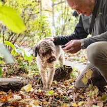 Guter Spürsinn: Andreas Simons Hund Quinto, ein Lagotto Romagnolo, ist auf die Trüffelsuche spezialisiert. Seiner Nase entgeht nichts. Ob im Garten oder beim Waldspaziergang – riecht es nach Trüffeln, beginnt er zu graben.