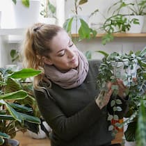 Na, wie geht es dir heute? Kim Kitcatt schaut jeden Tag bei jeder Pflanze vorbei. Die Wachsblume Hoya krohniana ‘Silver’ in ihren Händen scheint sich nicht zu beklagen.