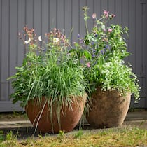Wer seinen Topfgarten mit ungezähmten Schönheiten ergänzt, hat im Lauf des Jahres viel zu beobachten. Welche Insekten fliegen auf die Wildstaudenblüten? Welche Samen bilden sich? Was passiert damit? Spannender als jede Netflix-Serie.