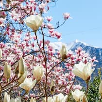 Frühlingserwachen: In den Bergen liegt noch Schnee, doch im Garten von Toni Durrer in Sarnen OW blühen bereits prächtig die Magnolien.