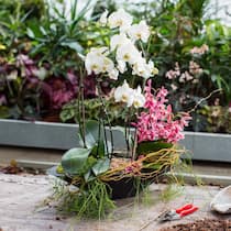 Zwei Orchideen in einem Pflanzgefäss – das ist durchaus machbar und dekorativ: vorne eine üppig blühende Phalaenopsis (weiss), hinten eine pinke Cymbidium.