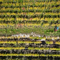 Rebstöcke, wohin das Auge blickt: Der «Chemin du Vignoble» zieht sich durch die sonnigen Weinterrassen des Wallis. Wanderautor Andreas Staeger unterwegs bei Branson.