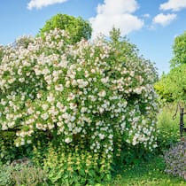 Üppig, lauschig, verwunschen: Im Naturgarten von Claudia Ebling spielen Wild- und andere Rosen eine wichtige Rolle. Im Bild eine Ramblerrose. Davor in Gelb gedeihen Brandkräuter, rechts vor dem Brunnen stehen Pfingstrosen und Bergminzen in Blüte.