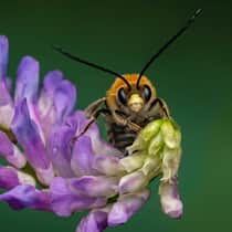 Eine Juni-Langhornbiene (Eucera longicornis) beim Blütenbesuch an einer Wicke. Auffällig und namensgebend sind bei den Männchen die ungewöhnlich langen Fühler.