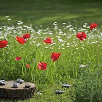mohnblumen_WH48702.jpg