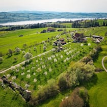 Ein Stück Himmel auf Erden: Die Hochstammobstbäume auf dem Archehof hoch über dem Sempachersee in schönster Blüte. Rechts grenzt das ­landwirtschaftliche Grundstück an den Golfplatz Sempach.