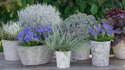 Dezente Eleganz: Herbstenziane und Silberlaubige ergänzen sich äusserst vorteilhaft.