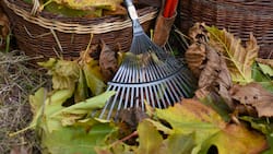 Statt mit einem Laubbläser oder Laubsauger lässt sich Herbstlaub problemlos mit einem Laubrechen zusammen nehmen. Das schont die Umwelt und fördert gleichzeitig die Fitness.