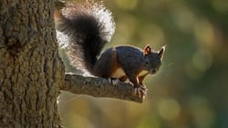 Mithilfe des buschigen Schwanzes können Eichhörnchen beim Klettern und Springen das Gleichgewicht halten. Zudem wird er im Flug von Ast zu Ast oder Baum zu Baum als Steuerruder eingesetzt und dient auch zur Kommunikation mit Artgenossen.
