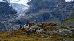 Pferdeherde am Cambrena-Gletschers oberhalb des Lago Bianco2 und des Lago Nero