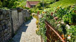 Dahlien, Sonnenblumen und Rosen säumen im Spätsommer das Hingerdürewägli in Twann BE.