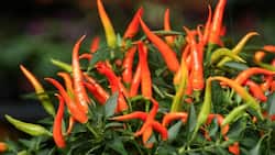 Thai-Chili