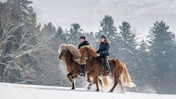 In rhythmischem Viertakt stieben die Pferde durch den Schnee, die Reiter sitzen dabei ganz ruhig im Sattel. Oliver Egli und Caroline Wyser zeigen, was am Islandpferd so speziell ist: die Gangart Tölt nämlich.