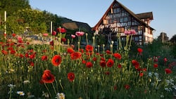 Flammend leuchtet der Mohn rund um das historische Gottfriedhus in Wädenswil ZH. Rot sieht das Besitzerpaar Rosmarie und Ernst Brupbacher deswegen aber nicht.
