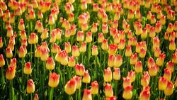 Grosse Anzahl und grosse Wirkung. Wenn in Morges die Tulpen blühen, dann tausendfach und in allen Farben.