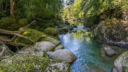 Im «Chessel», nördlich von Neu St. Johann, sind die Steine entlang der Thur wundervoll mit Moos überzogen.