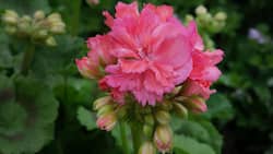 Das Pelargonium zonale ‚Diana Palmer‘ hat gefüllte Blüten. Andere Sorten haben einfache Blüten, wachsen aufrecht oder hängend. Mit grünem oder rotem Laub.