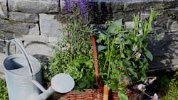 Ob einzeln gepflanzt oder zusammen in einem Beet – Stauden sollten in keinem Garten fehlen.