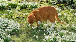 Wenn  die Pflänzchen im weichen Winterlicht ihre Blüten öffnen, ist sogar Harry, die Katze, hingerissen. Mit ihrem Namen passt sie bestens in den von England -inspirierten Garten.
