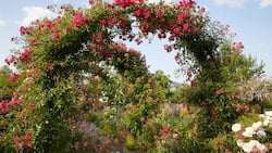 Ein Laubengang mit Rosen, fünfzig Meter lang und umrankt  von unzähligen Blüten: Zur Blütezeit kann  man sich hier kaum sattsehen. Ob man nach unten oder nach oben schaut – es blüht und duftet überall.