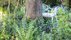 Verwunschener Waldgarten: Thomas Jan Pressmann hat Farne, Immergrün, Kaukasusvergissmeinnicht und andere Preziosen zum floralen Stelldichein versammelt.