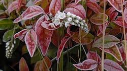 Iberischer Felberich (Lysimachia ephemerum) und Himmelsbambus (Nandina domestica) in roter Herbstfärbung im Frost vereint.