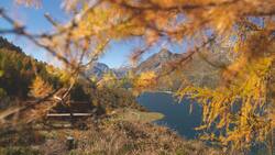 Alles so schön gülden hier: Blick auf den Silsersee Richtung Maloja. Die Nadeln der Lärchen verfärben sich im Oktober. Im November werden die Bäume kahl.
