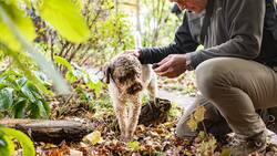 Guter Spürsinn: Andreas Simons Hund Quinto, ein Lagotto Romagnolo, ist auf die Trüffelsuche spezialisiert. Seiner Nase entgeht nichts. Ob im Garten oder beim Waldspaziergang – riecht es nach Trüffeln, beginnt er zu graben.