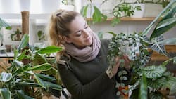 Na, wie geht es dir heute? Kim Kitcatt schaut jeden Tag bei jeder Pflanze vorbei. Die Wachsblume Hoya krohniana ‘Silver’ in ihren Händen scheint sich nicht zu beklagen.